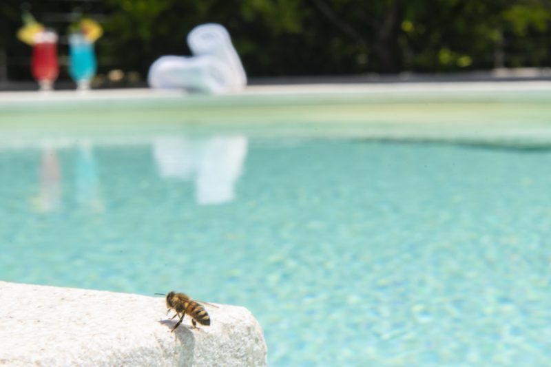 insetti in piscina